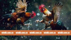 Đá Gà Thomo - Chiến Đấu Tranh Tài Kịch Tính Tại Win88